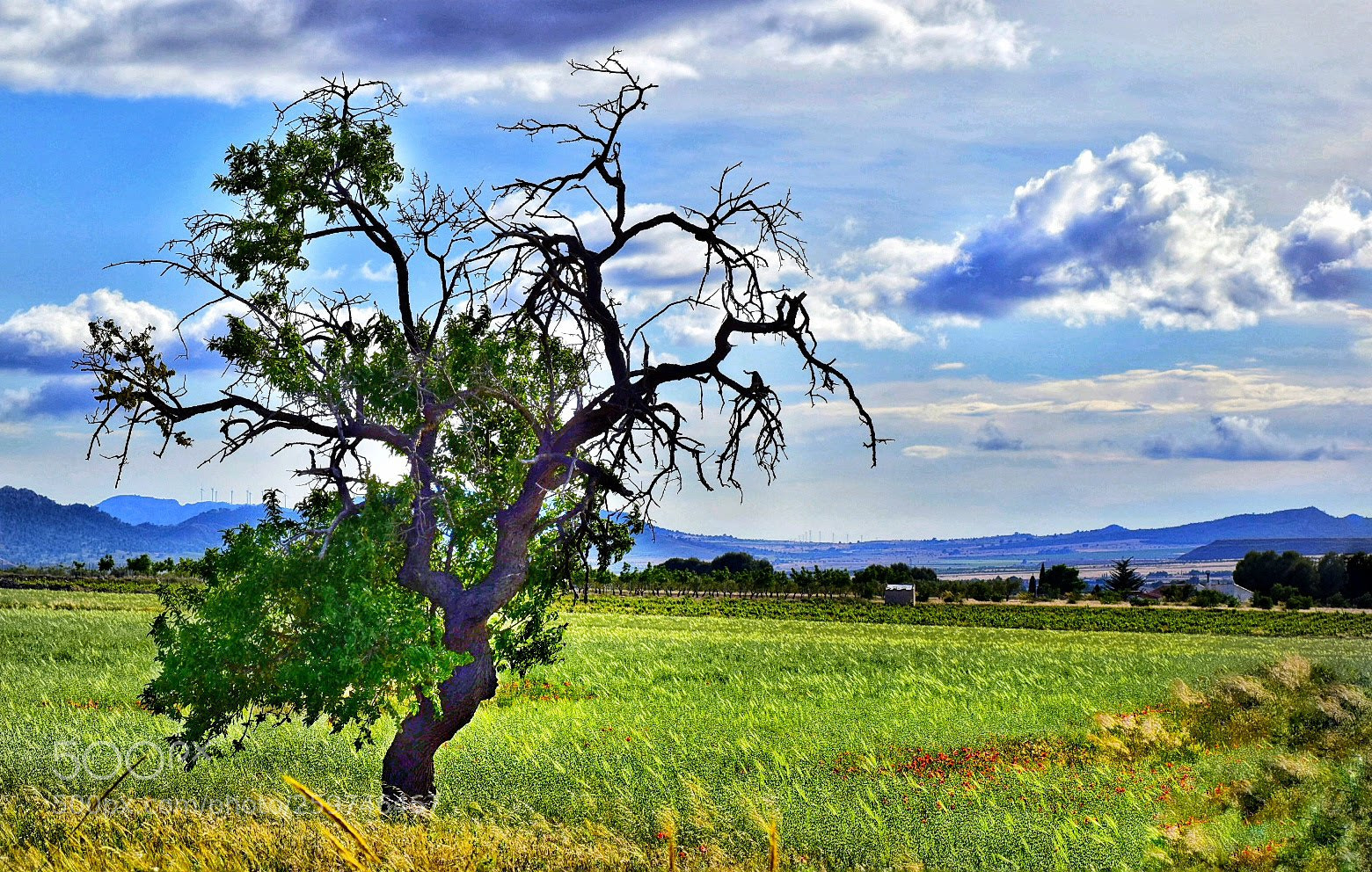 Nikon D5500 sample photo. The tree photography
