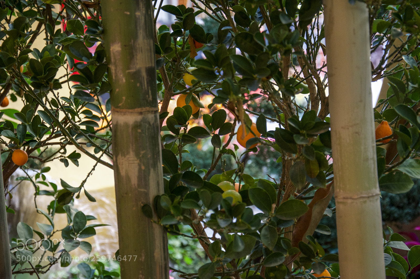Nikon D5600 sample photo. Kopie photography