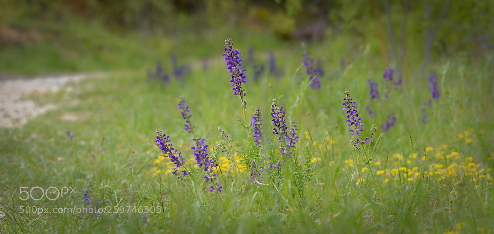 Nikon D7100 sample photo. Salvia pratensis photography
