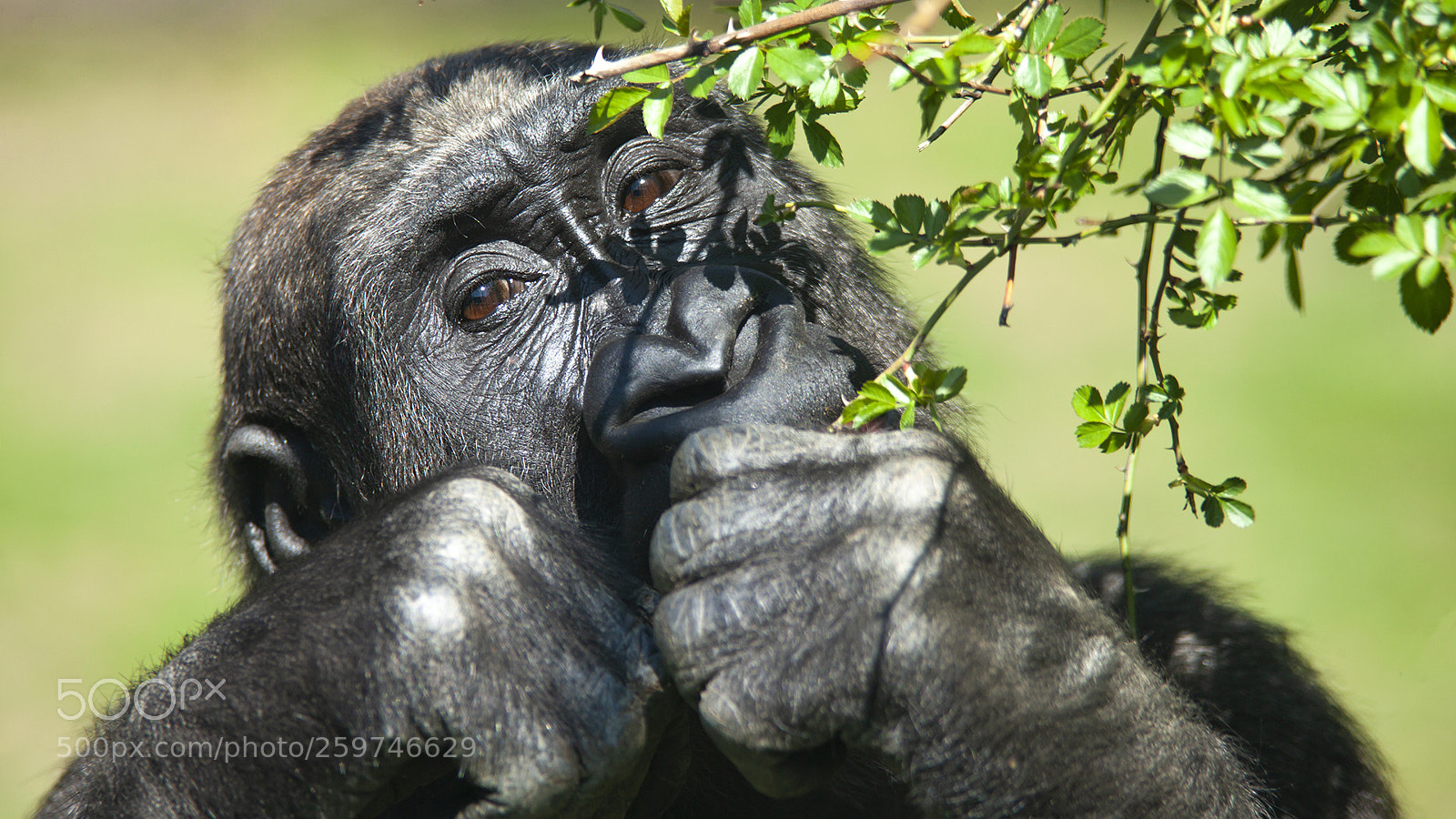 Canon EOS 5D Mark II sample photo. Gorilla, monkey photography