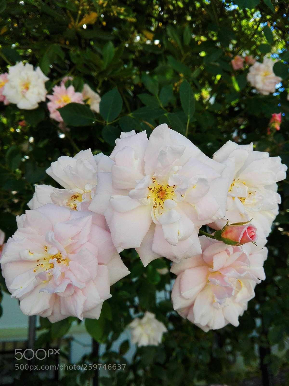 HUAWEI P8 Lite sample photo. Flower photography