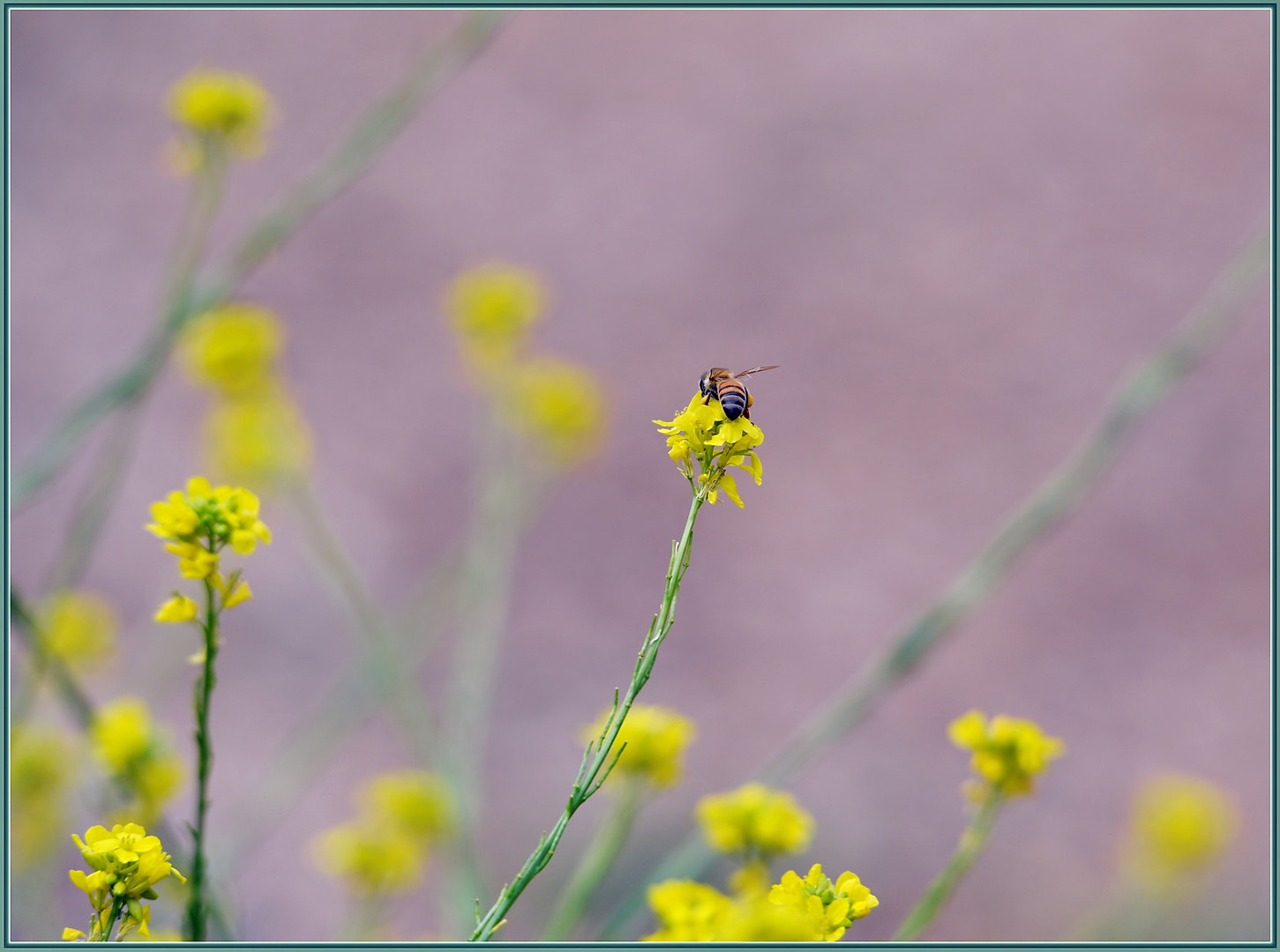 Nikon D850 + Sigma 120-400mm F4.5-5.6 DG OS HSM sample photo. Wildflower honey in progress photography