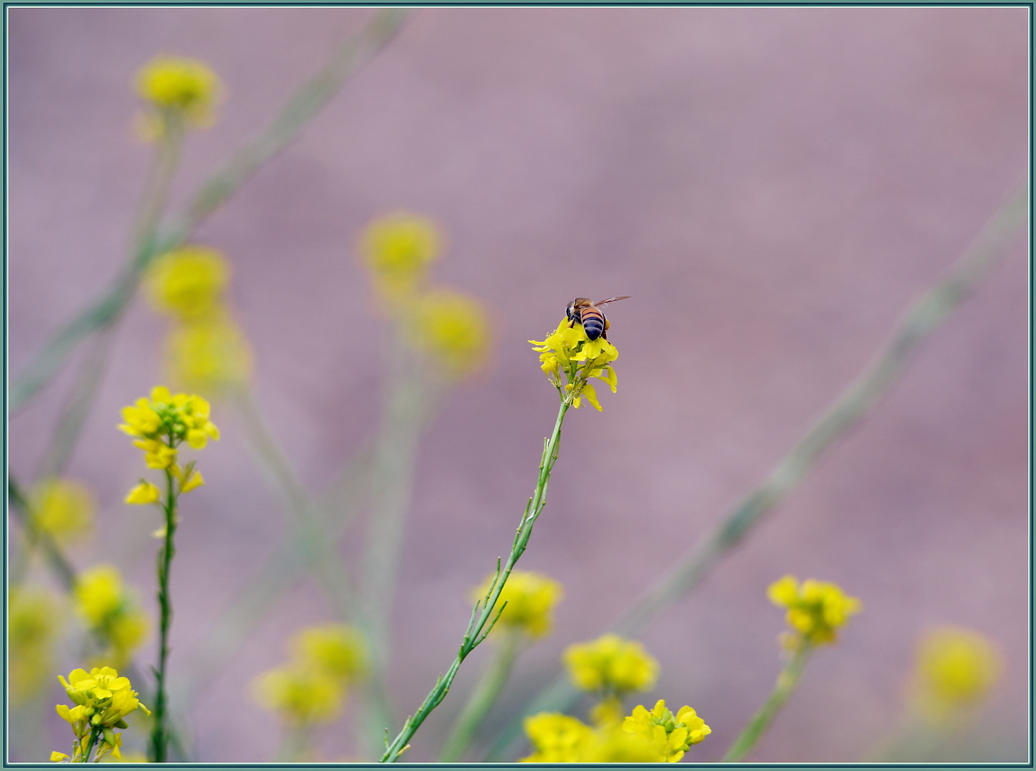 Sigma 120-400mm F4.5-5.6 DG OS HSM sample photo. Wildflower honey in progress photography