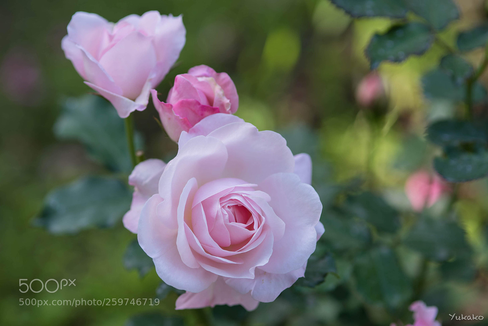 Nikon D750 sample photo. Pink roses photography