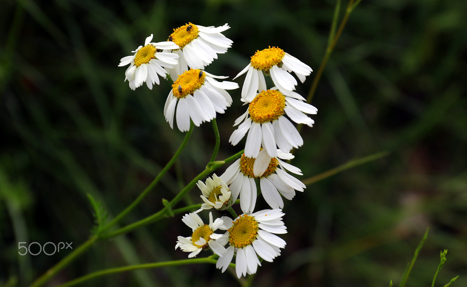 Canon EF 24-70mm F4L IS USM sample photo. Whites photography