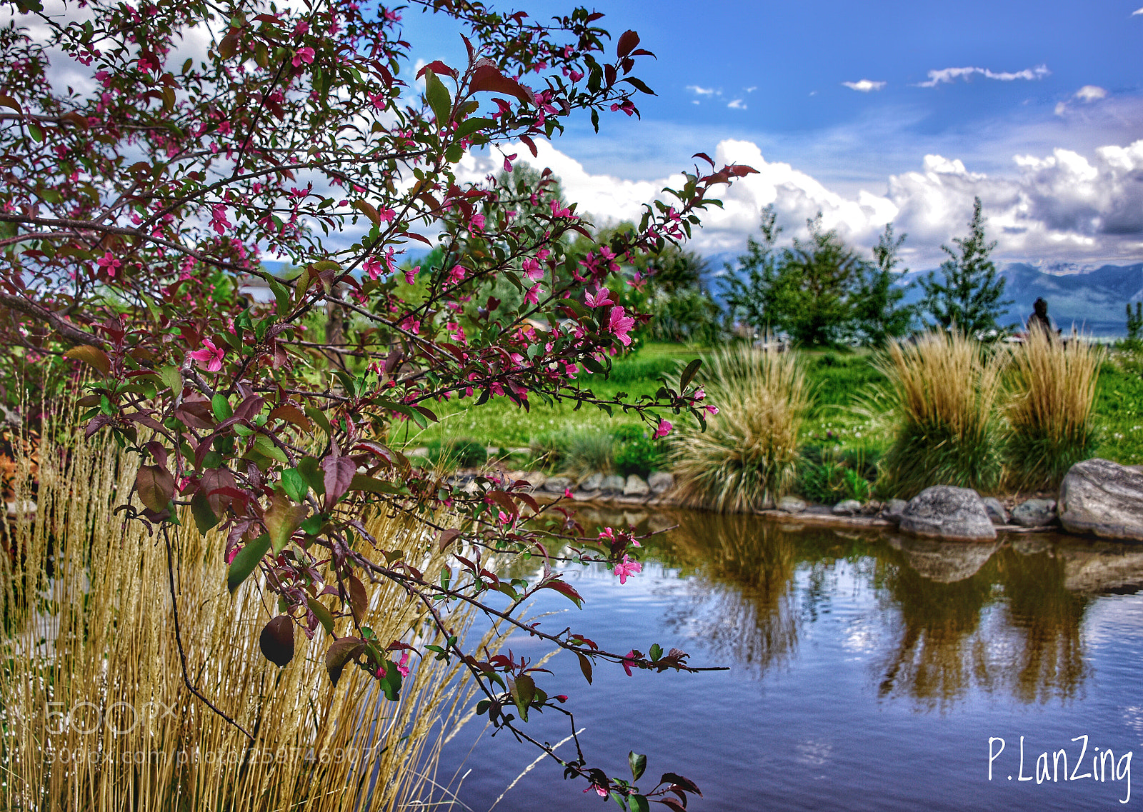 Nikon D810 sample photo. At ewam, garden of photography