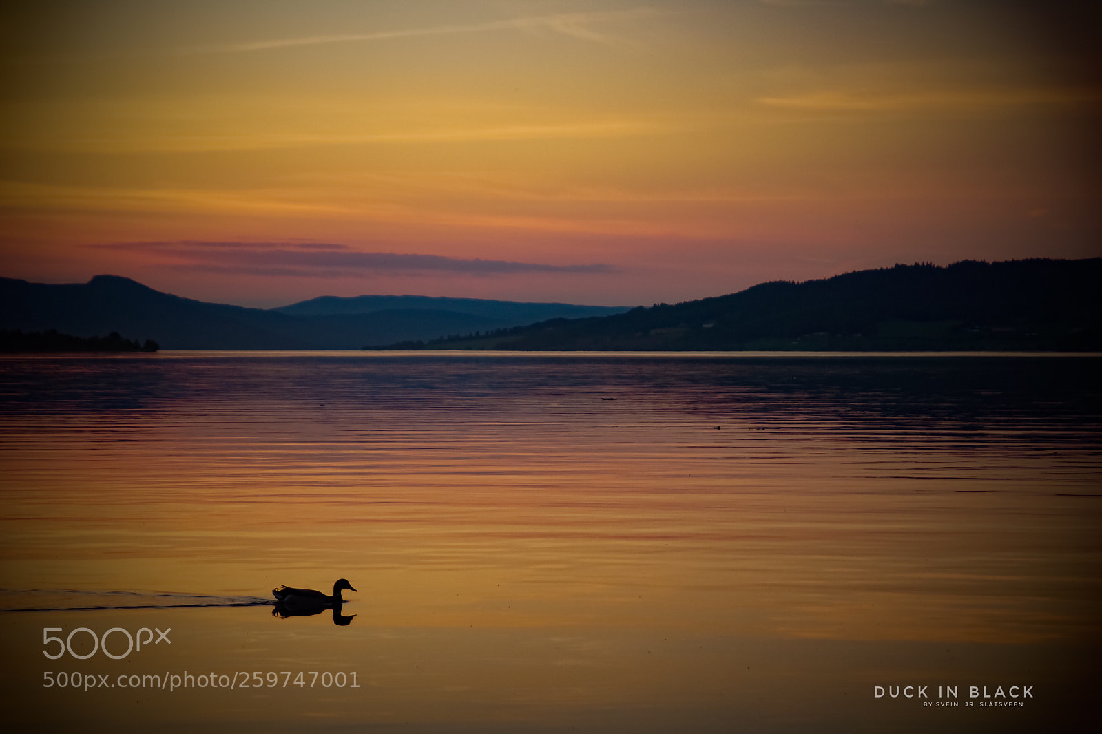 Sony SLT-A77 sample photo. Duck in black photography