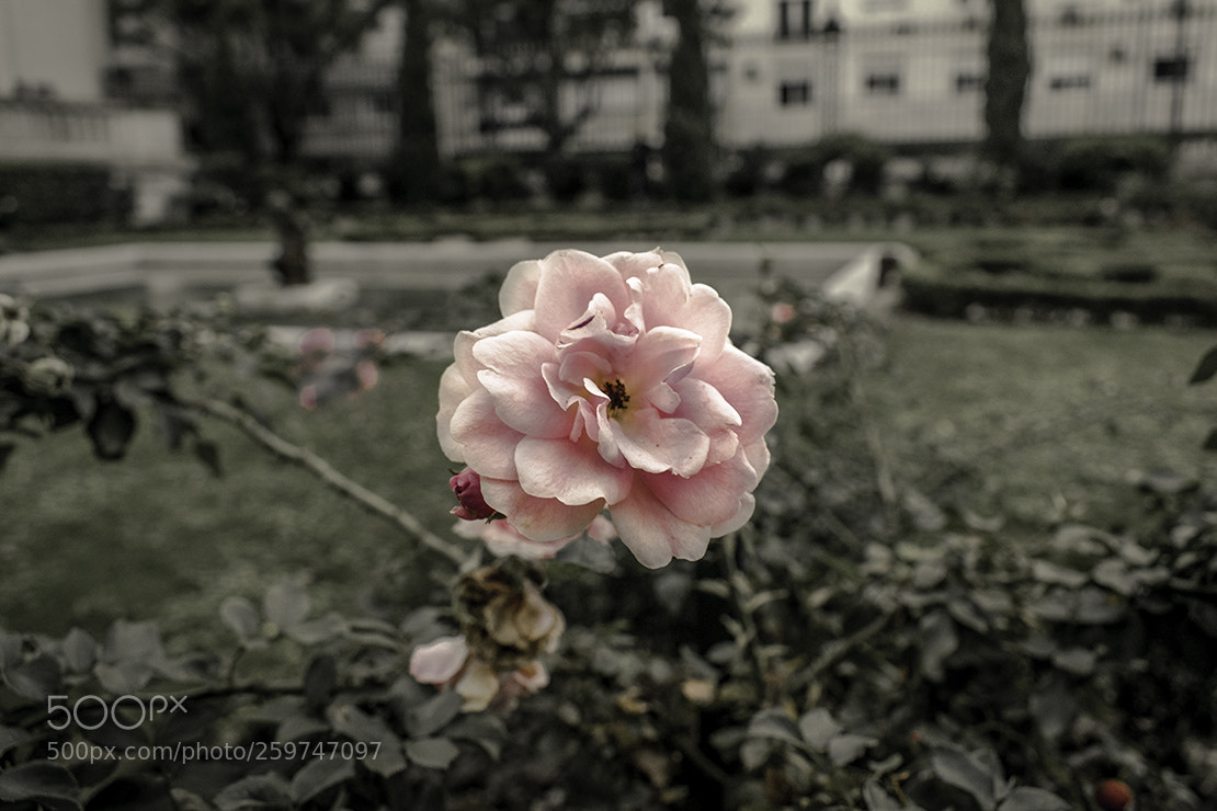 Nikon D5300 sample photo. Flower photography