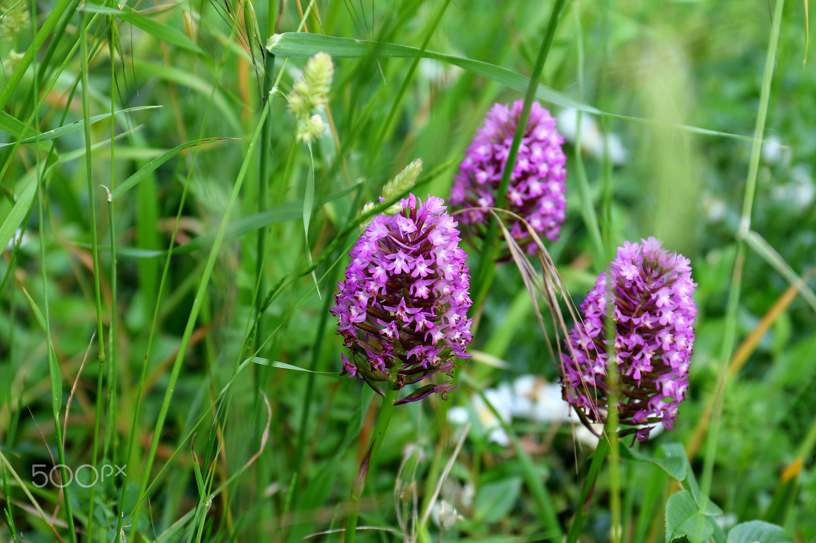 Canon EF 24-70mm F4L IS USM sample photo. Wild photography