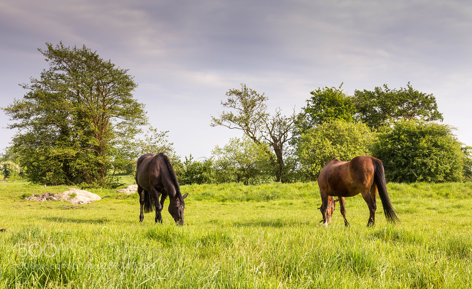 Canon EOS 60D sample photo. Horses photography