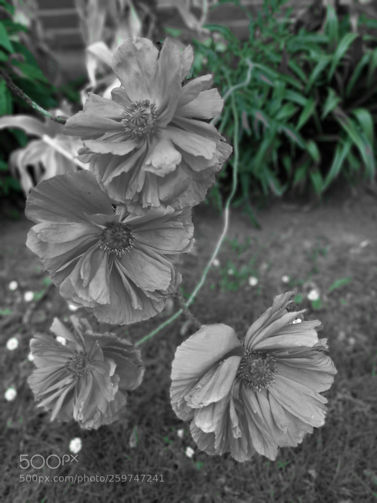 HUAWEI P10 sample photo. Untitled photography