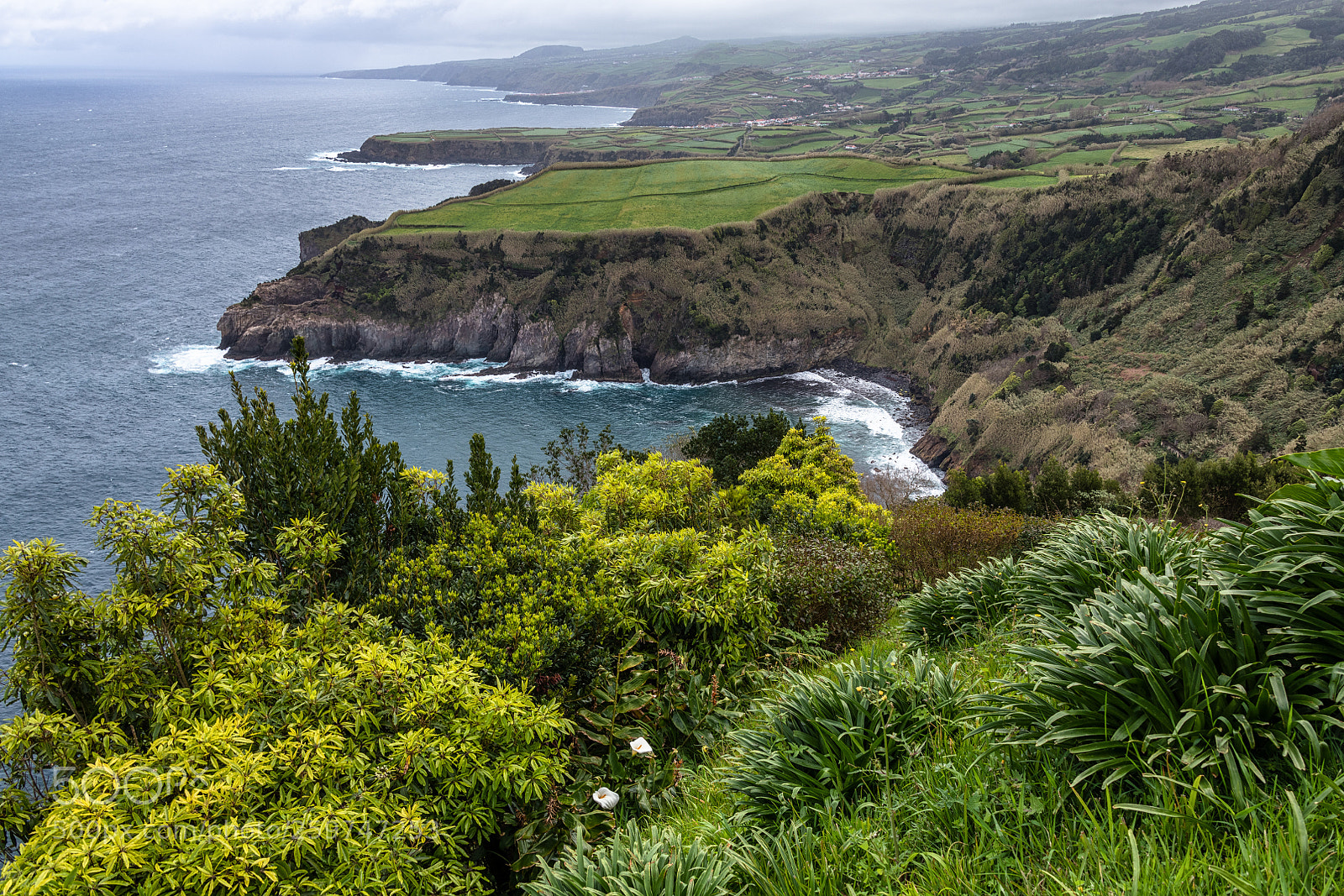 Nikon D850 sample photo. Sao miguel - wild photography