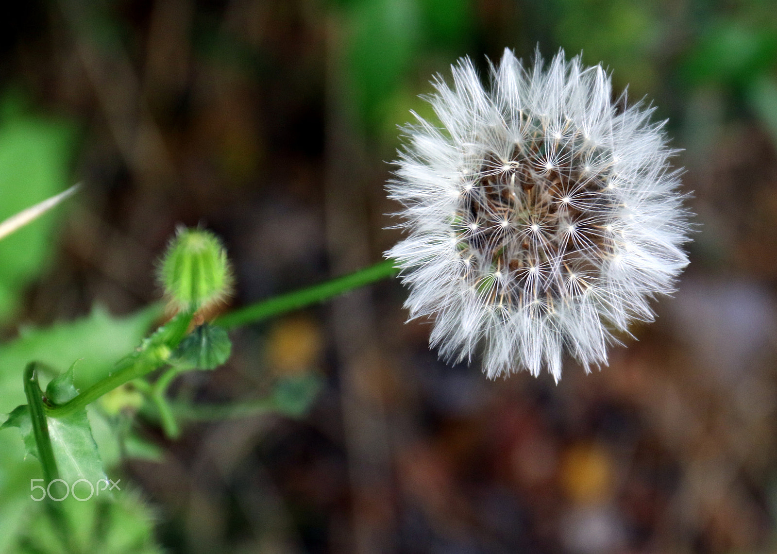 Canon EF 24-70mm F4L IS USM sample photo. Simple beauty photography