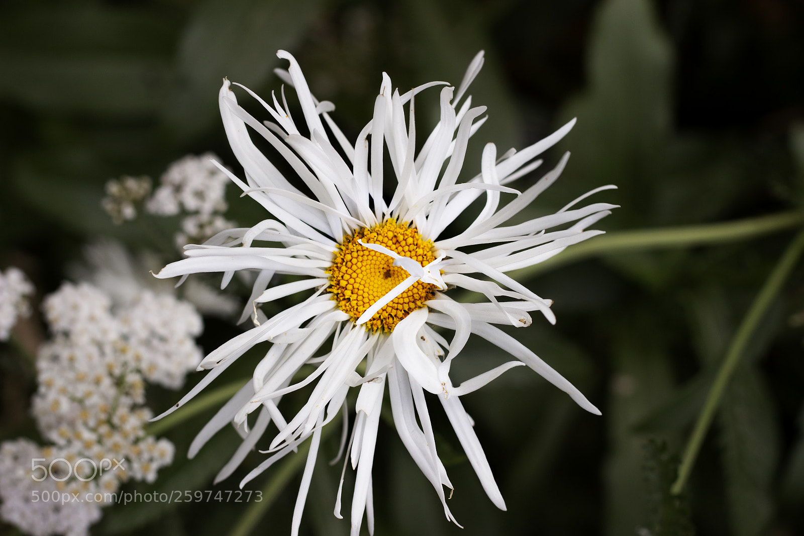 Canon EOS 700D (EOS Rebel T5i / EOS Kiss X7i) sample photo. Chrysanthemum maximum photography