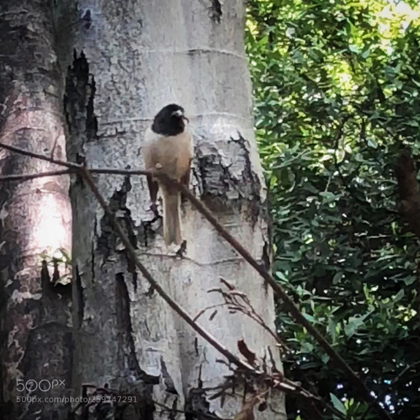 Apple iPhone X sample photo. Bird photography