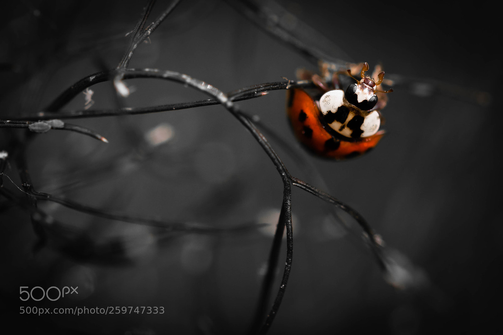 Canon EOS 7D Mark II sample photo. Coccinelle photography