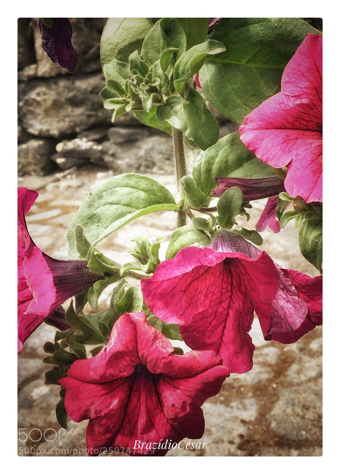 Apple iPhone 6s sample photo. Untitled photography