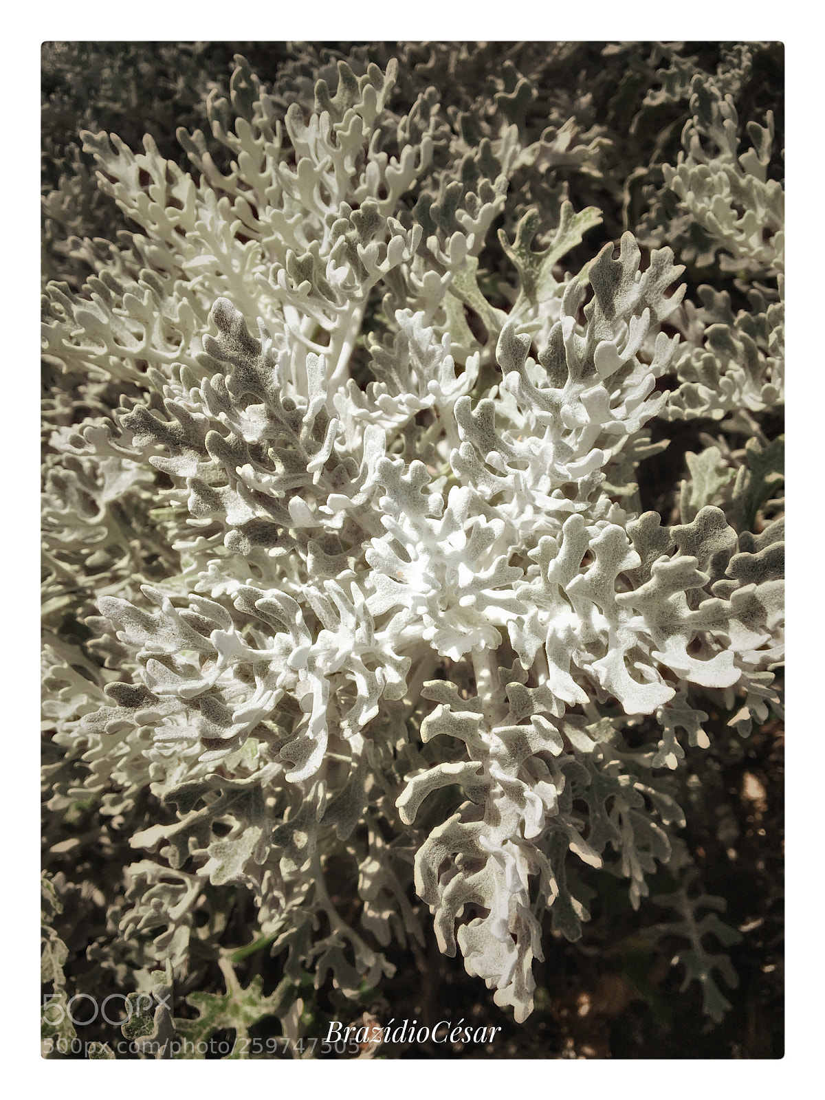 Apple iPhone 6s sample photo. Untitled photography