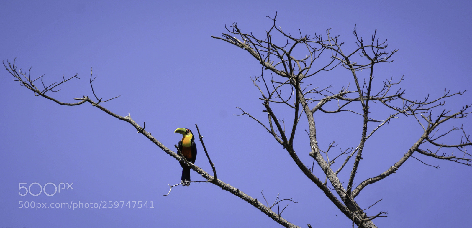Nikon D7100 sample photo. Red breasted toucan photography