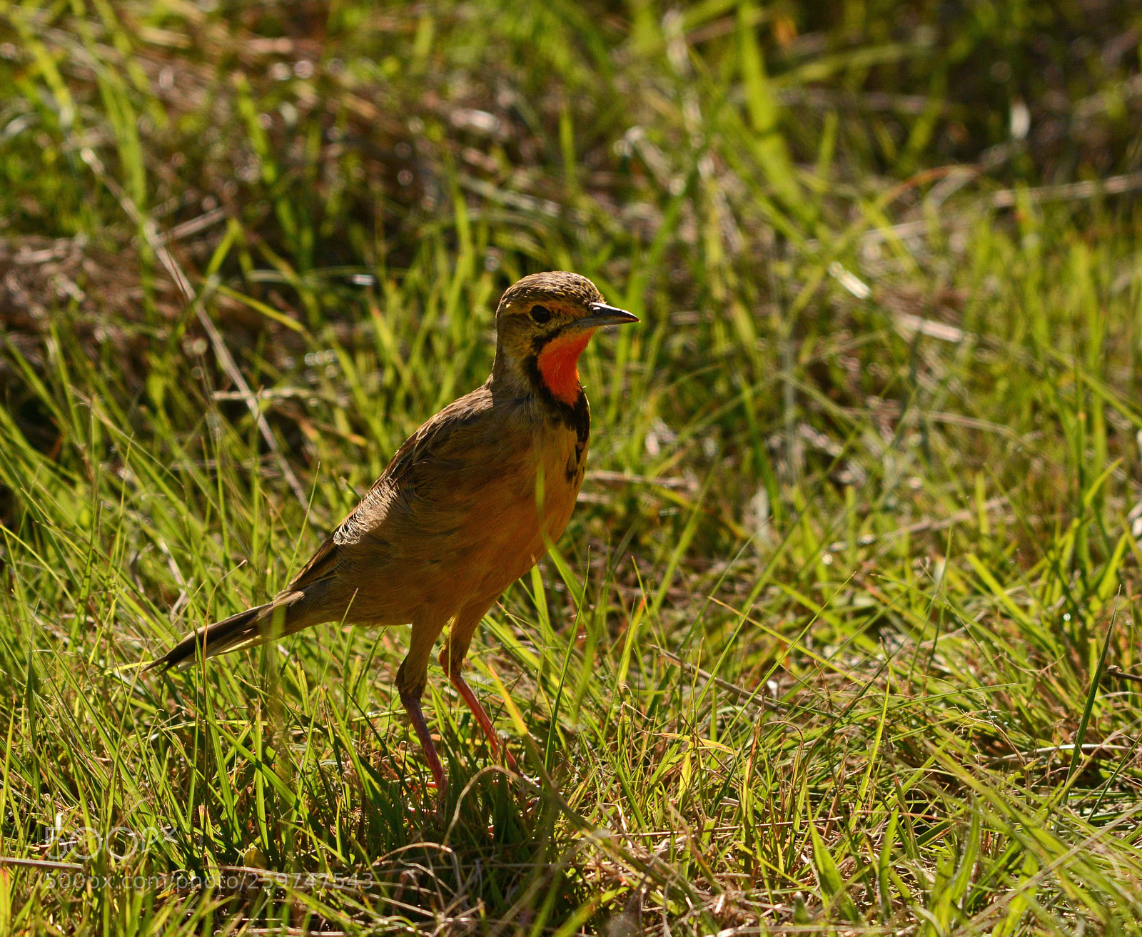Nikon D7100 sample photo. Cape ( orange throated) longclaw photography