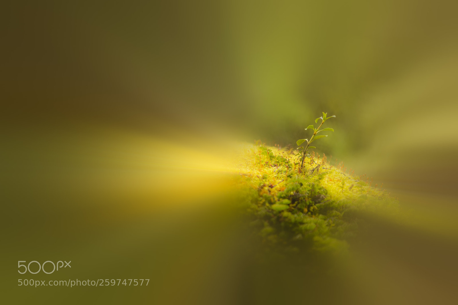 Canon EOS 5D Mark IV sample photo. Abstract nature photography