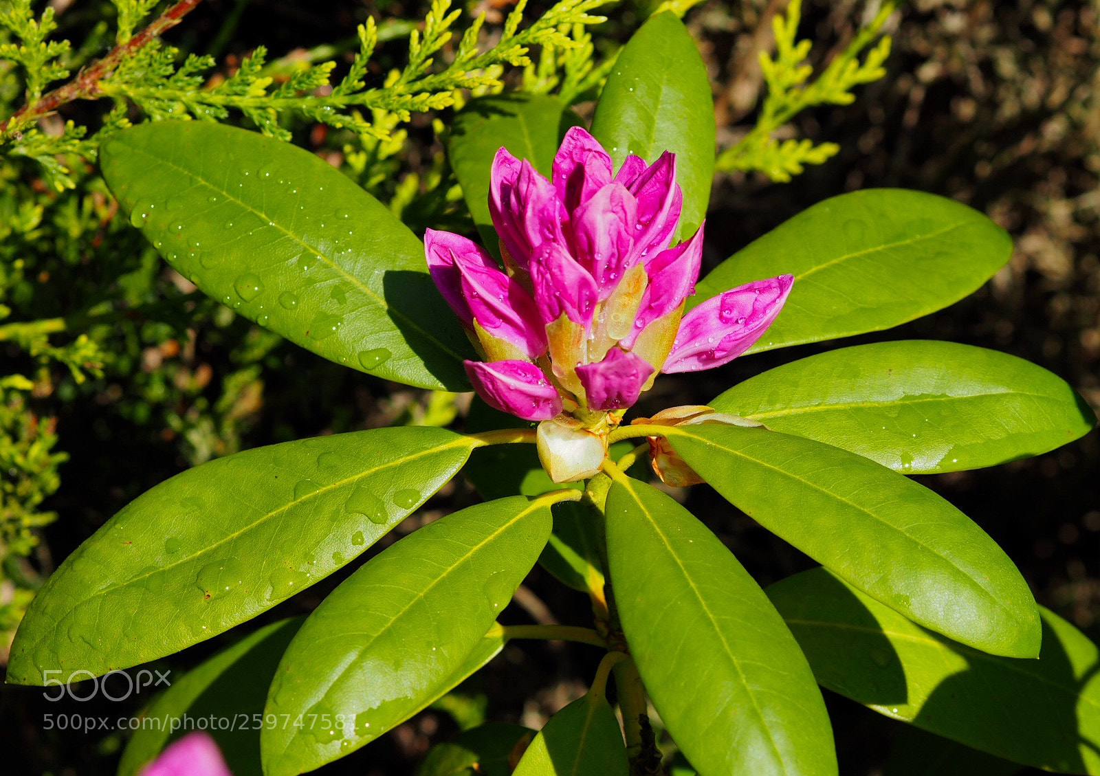 Olympus OM-D E-M10 sample photo. Rhododendron  photography