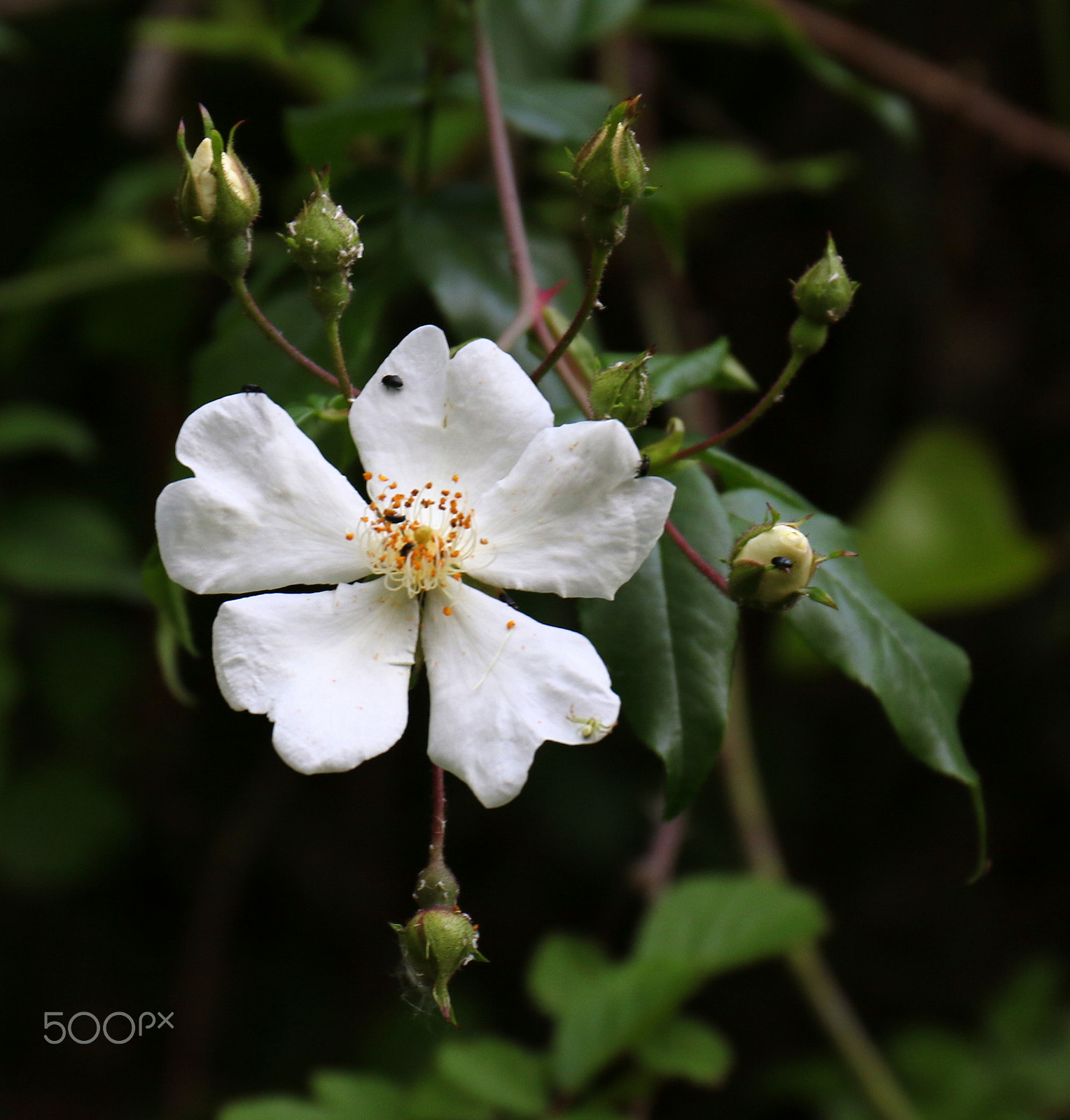 Canon EF 24-70mm F4L IS USM sample photo. Whites photography