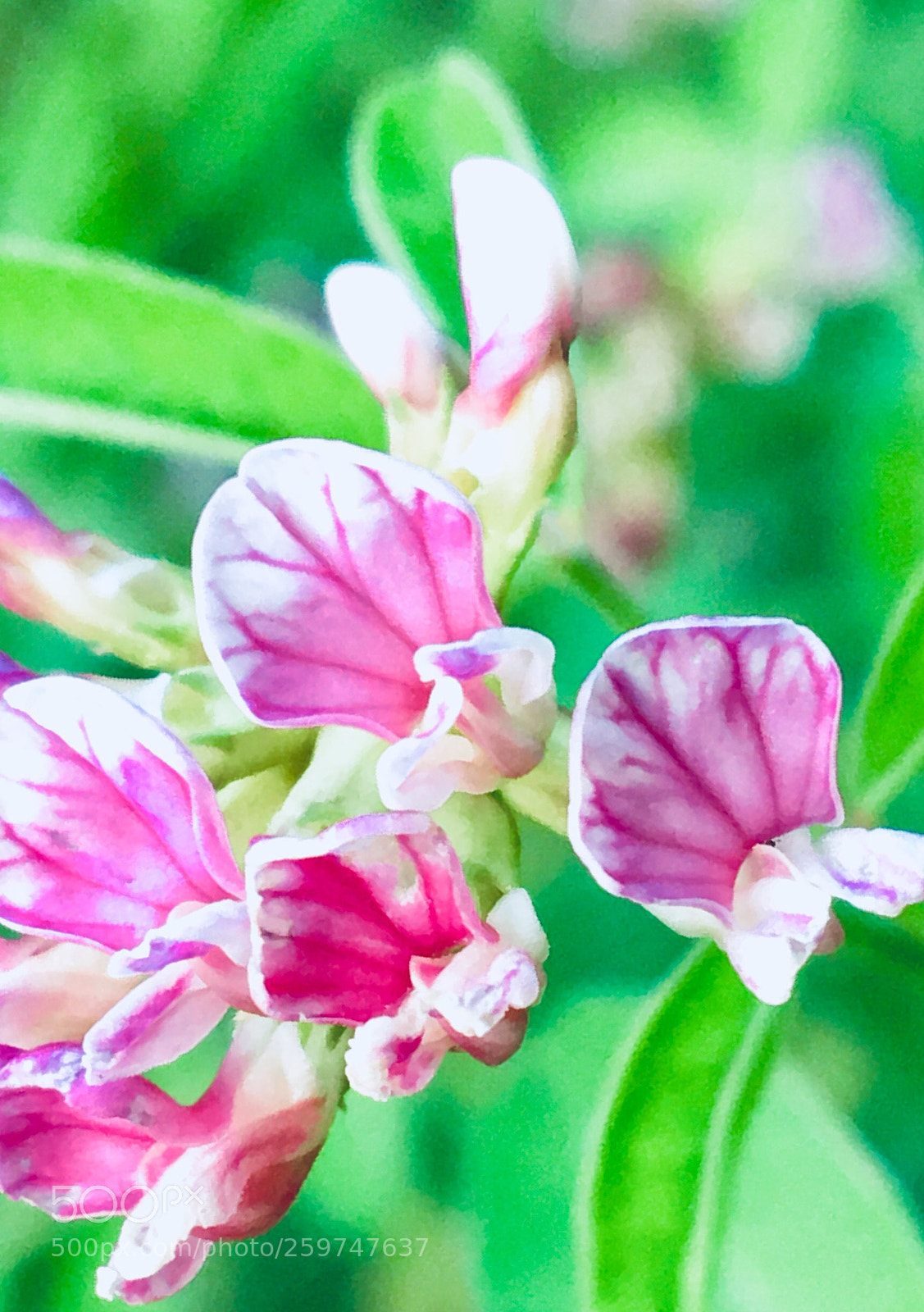 Apple iPhone 6s sample photo. In the garden photography