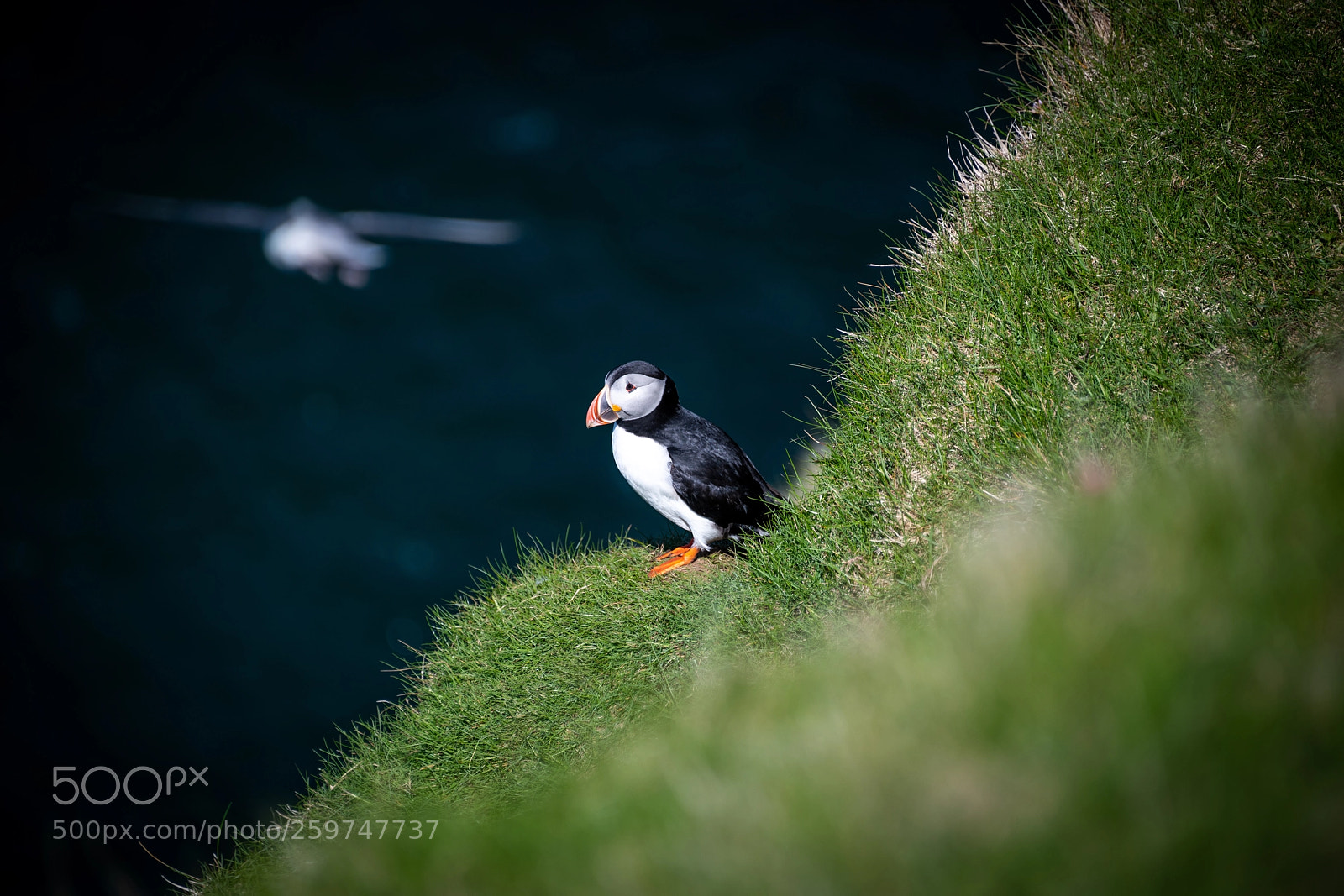 Nikon D850 sample photo. Puffin photography