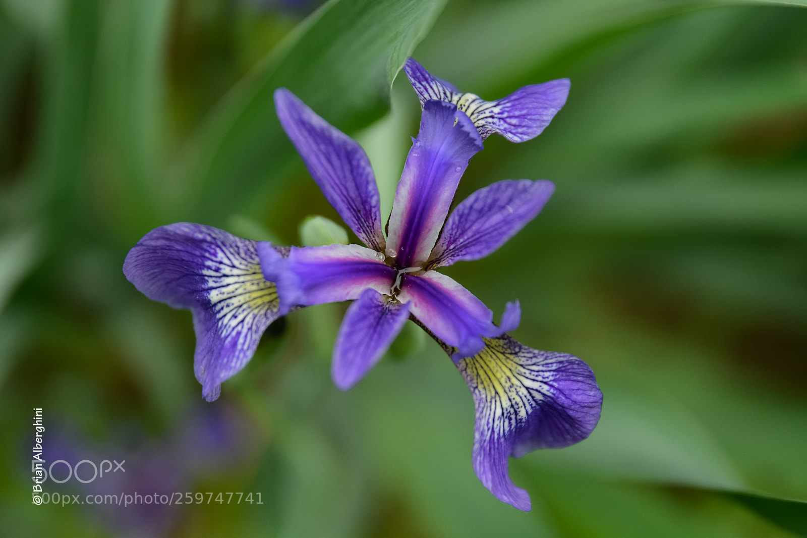 Nikon D7100 sample photo. Spring lily photography