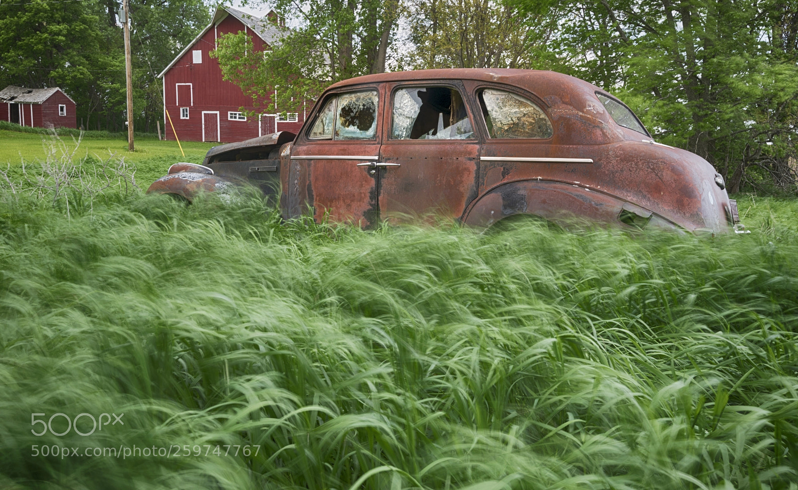 Canon EOS 5D Mark IV sample photo. Wind blown grass photography