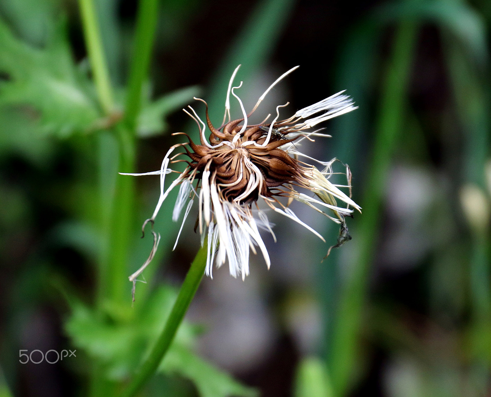 Canon EF 24-70mm F4L IS USM sample photo. Old photography