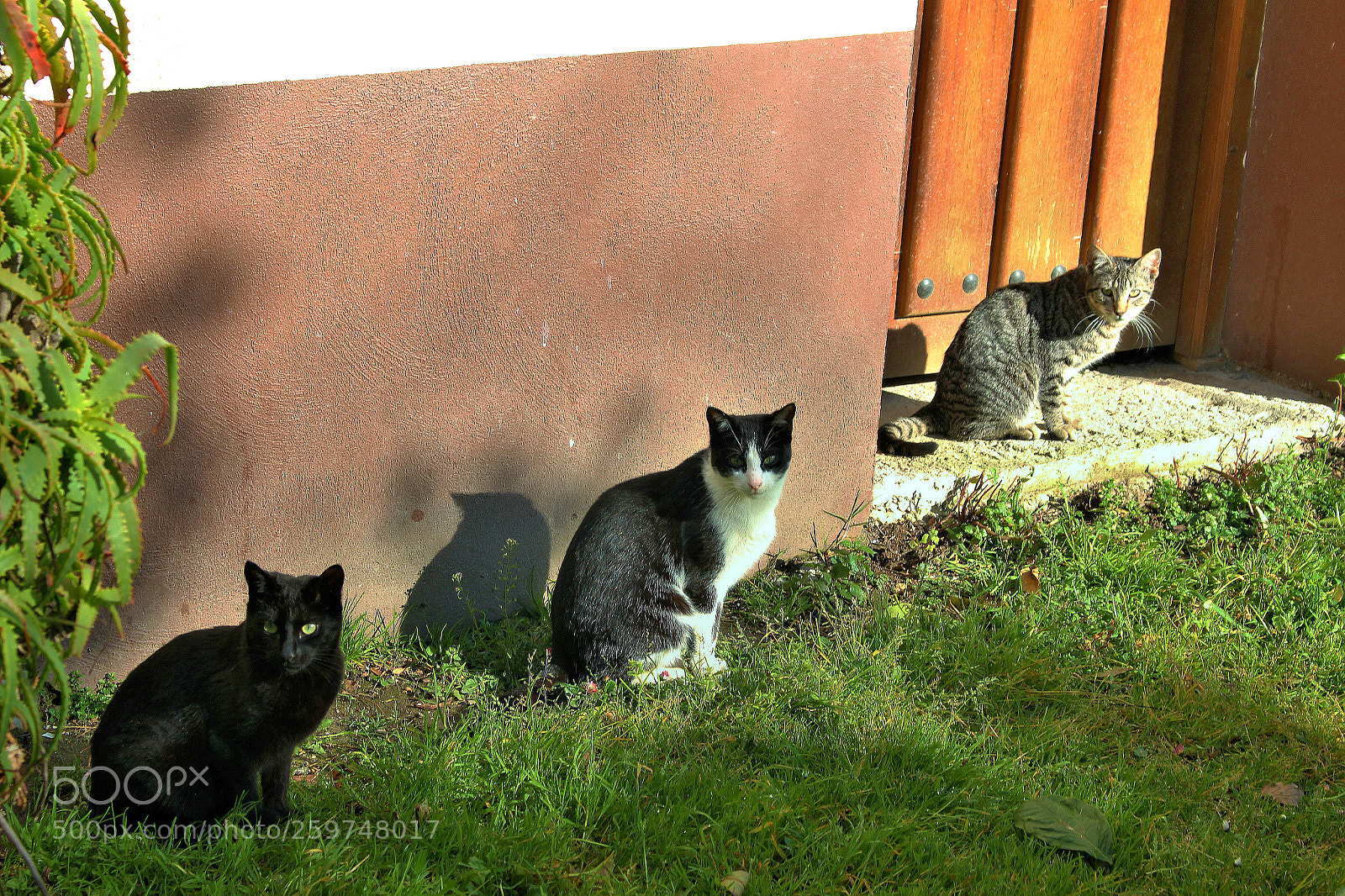 Canon EOS 700D (EOS Rebel T5i / EOS Kiss X7i) sample photo. Los 3 la misma mirada. photography