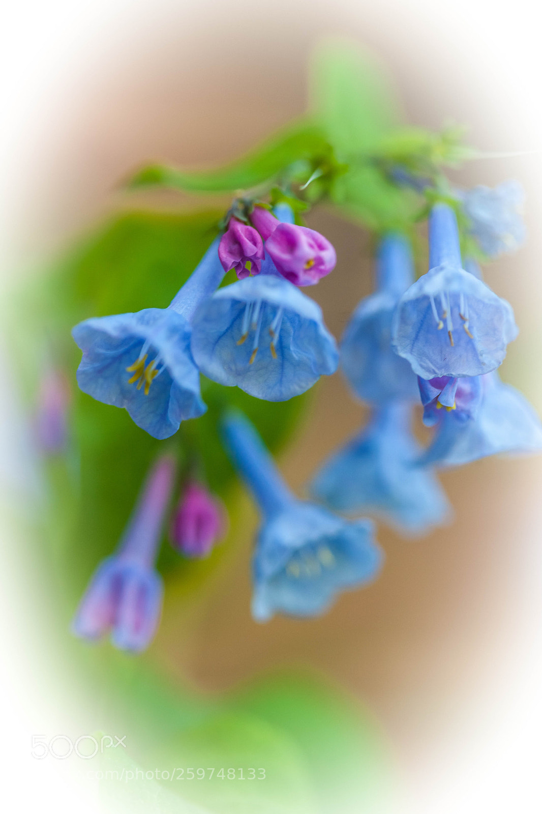 Canon EOS 5D Mark II sample photo. Bluebells photography