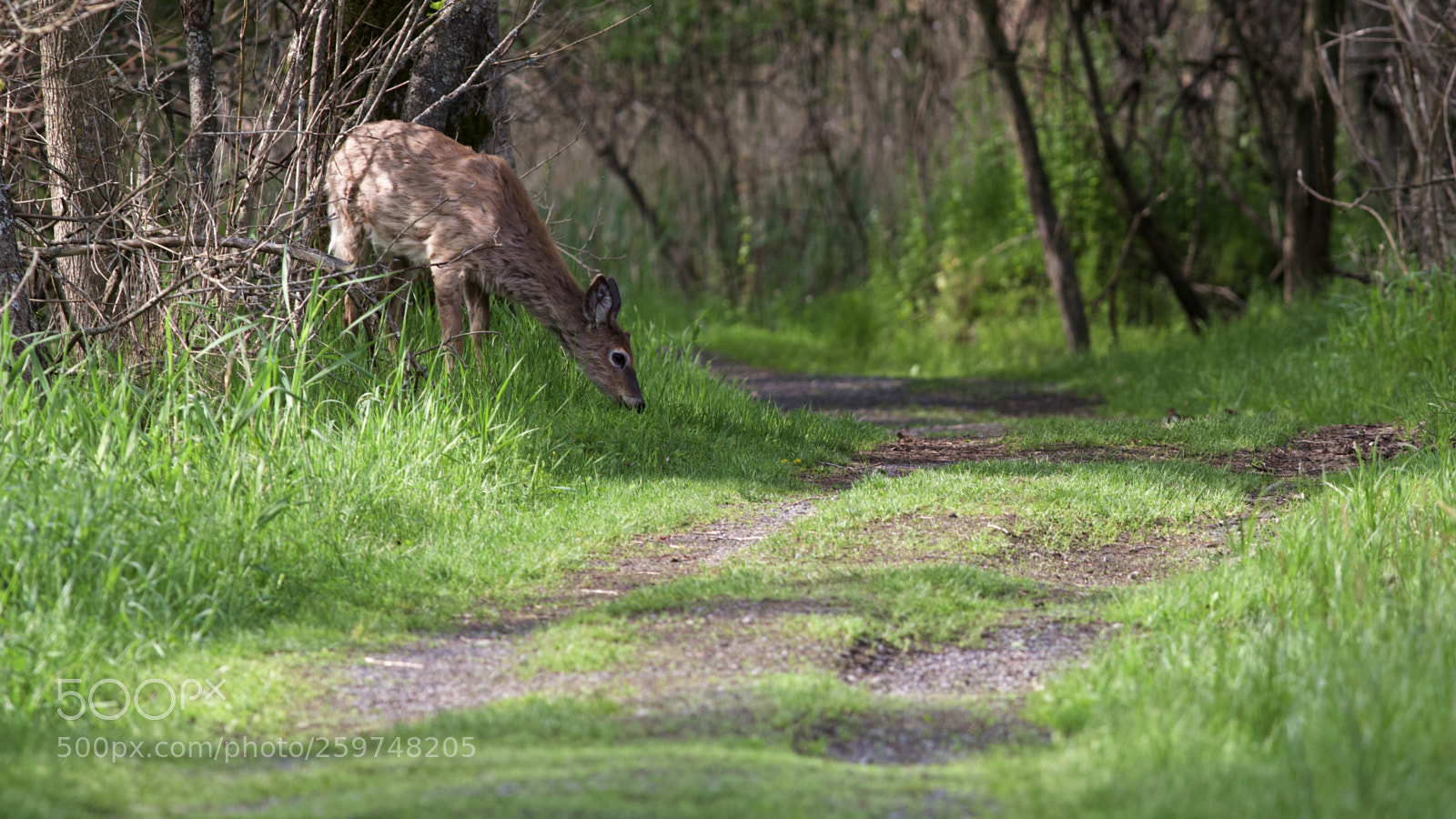 Canon EOS 6D sample photo. Deer grazing photography