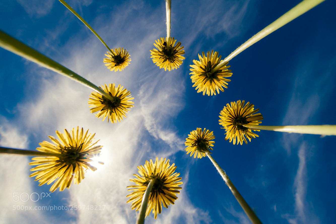 Nikon D700 sample photo. Dandelion trunks photography