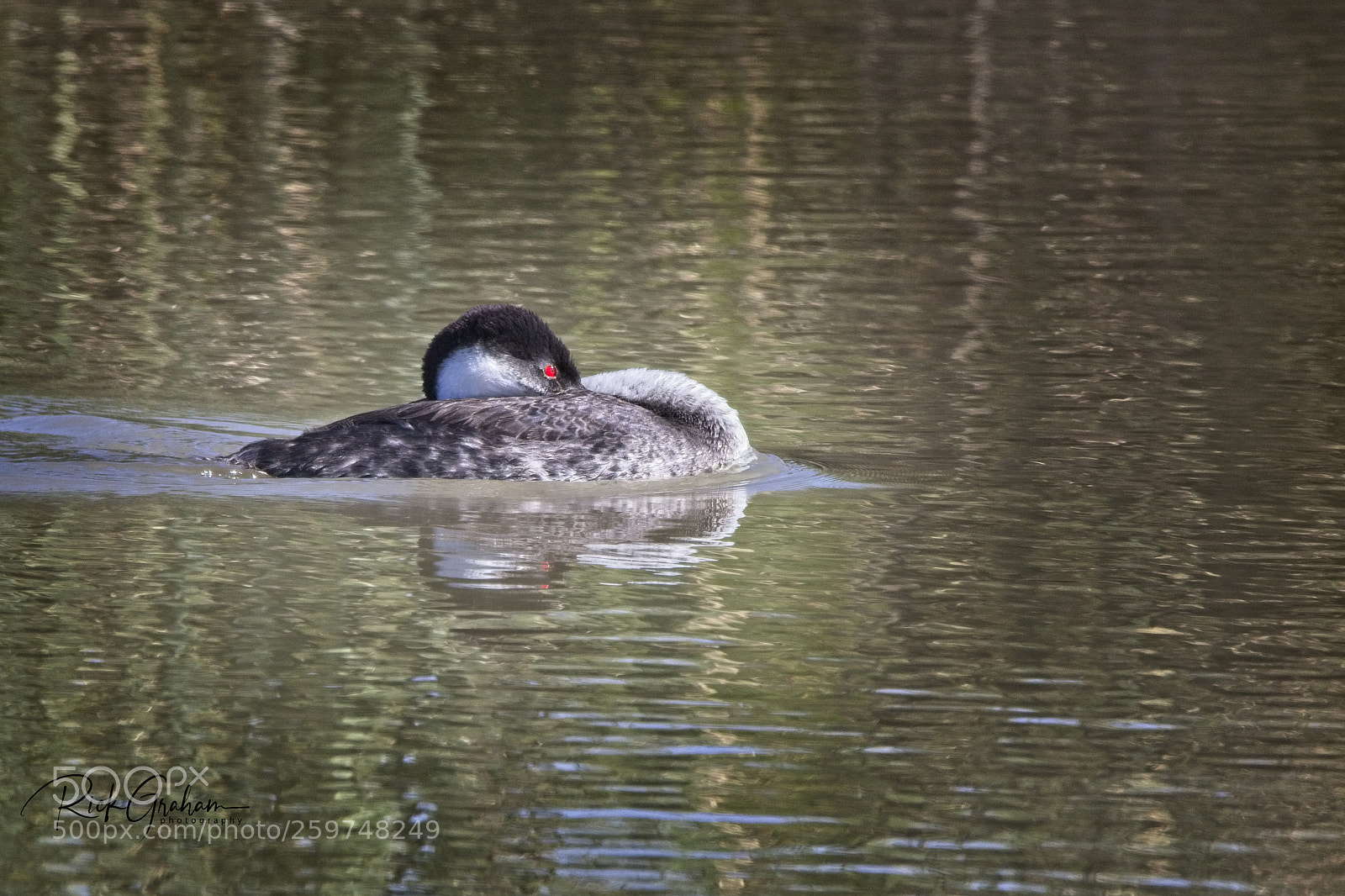 Canon EOS 80D sample photo. Clark’s grebe photography