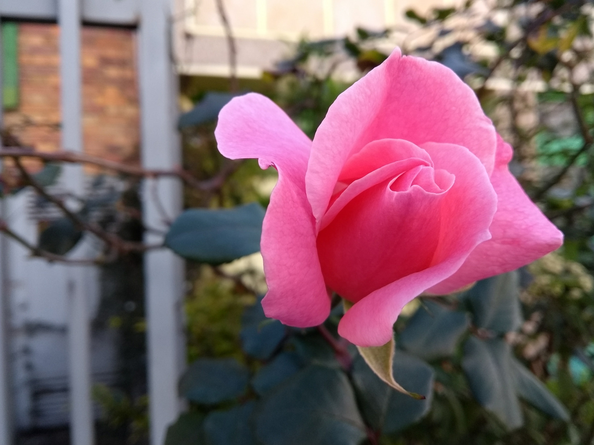 Motorola Moto G (5th Gen) sample photo. Soft&smooth photography