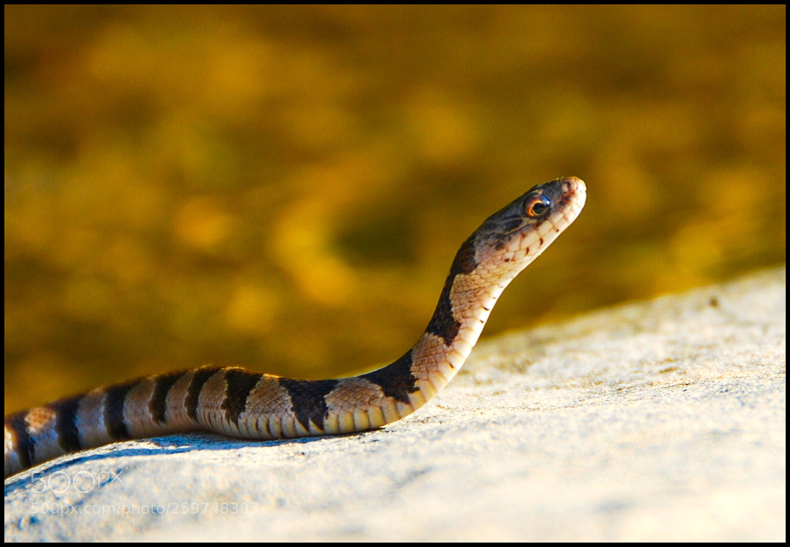 Nikon D80 sample photo. Water snake photography