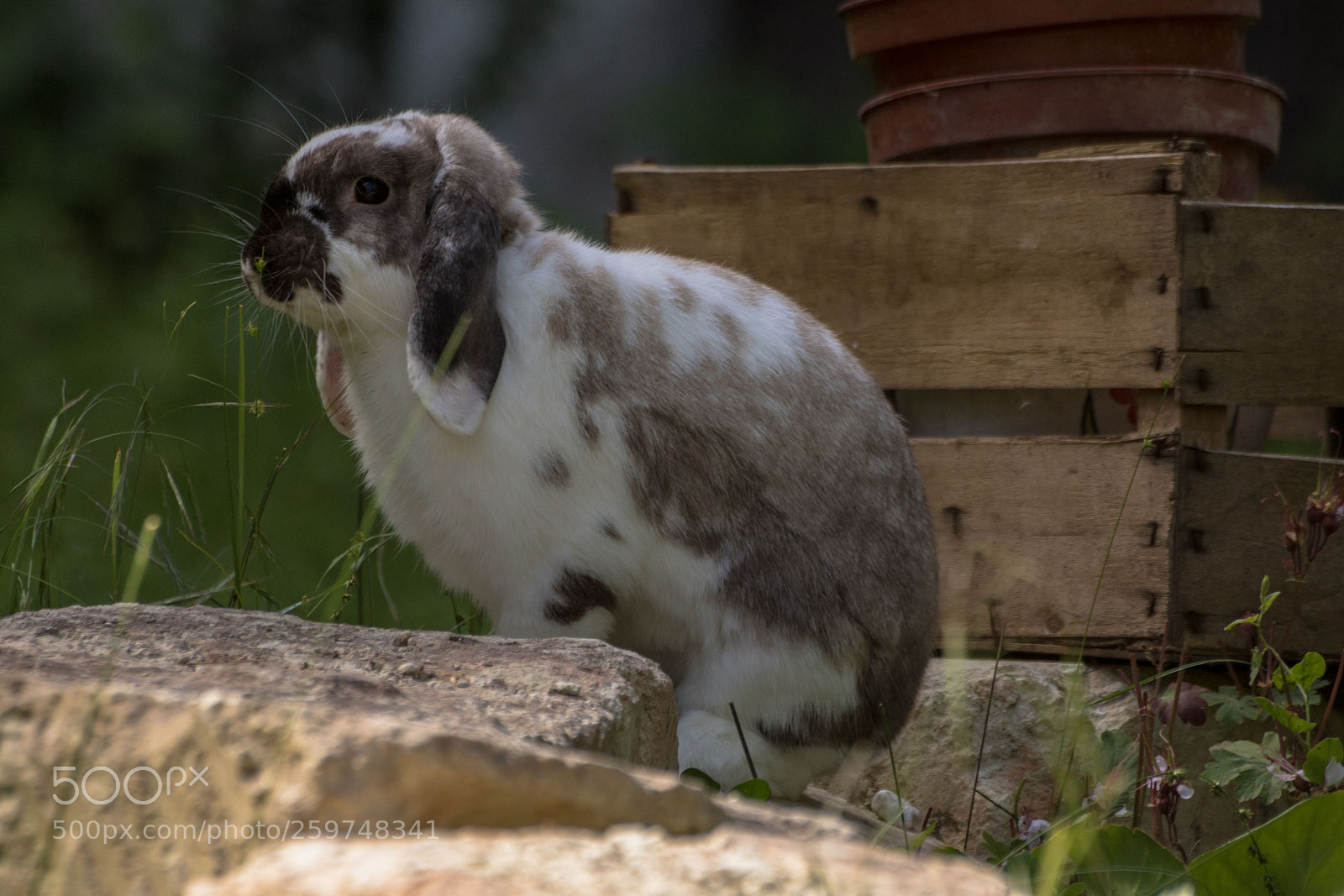 Canon EOS 750D (EOS Rebel T6i / EOS Kiss X8i) sample photo. Quoi de neuf docteur ? photography