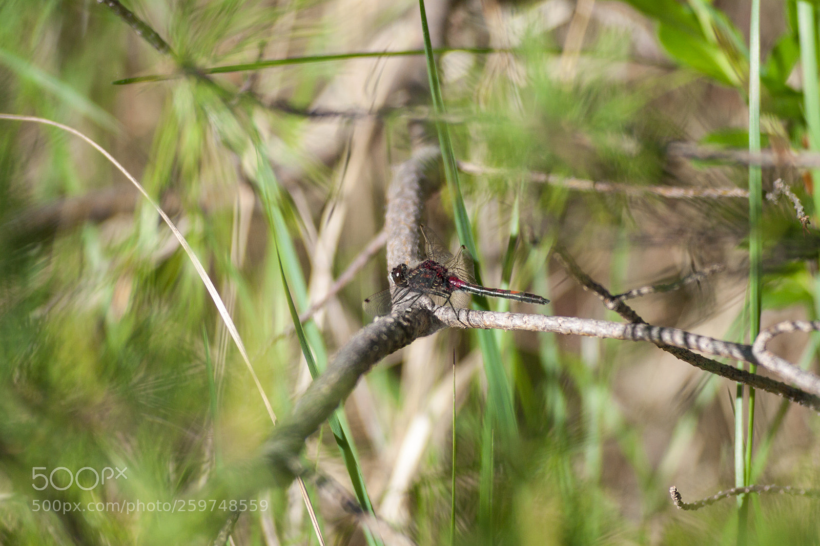 Canon EOS 50D sample photo. Dragonfly photography