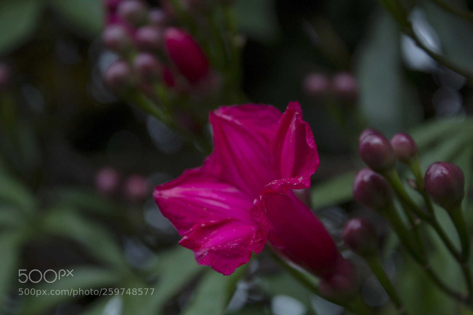Canon EOS 600D (Rebel EOS T3i / EOS Kiss X5) sample photo. Pink flower photography
