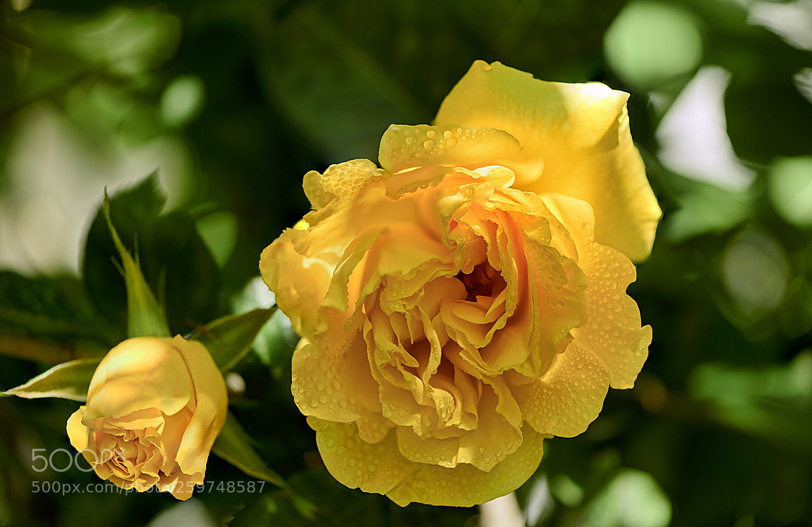 Nikon D810 sample photo. Rosa amarilla photography