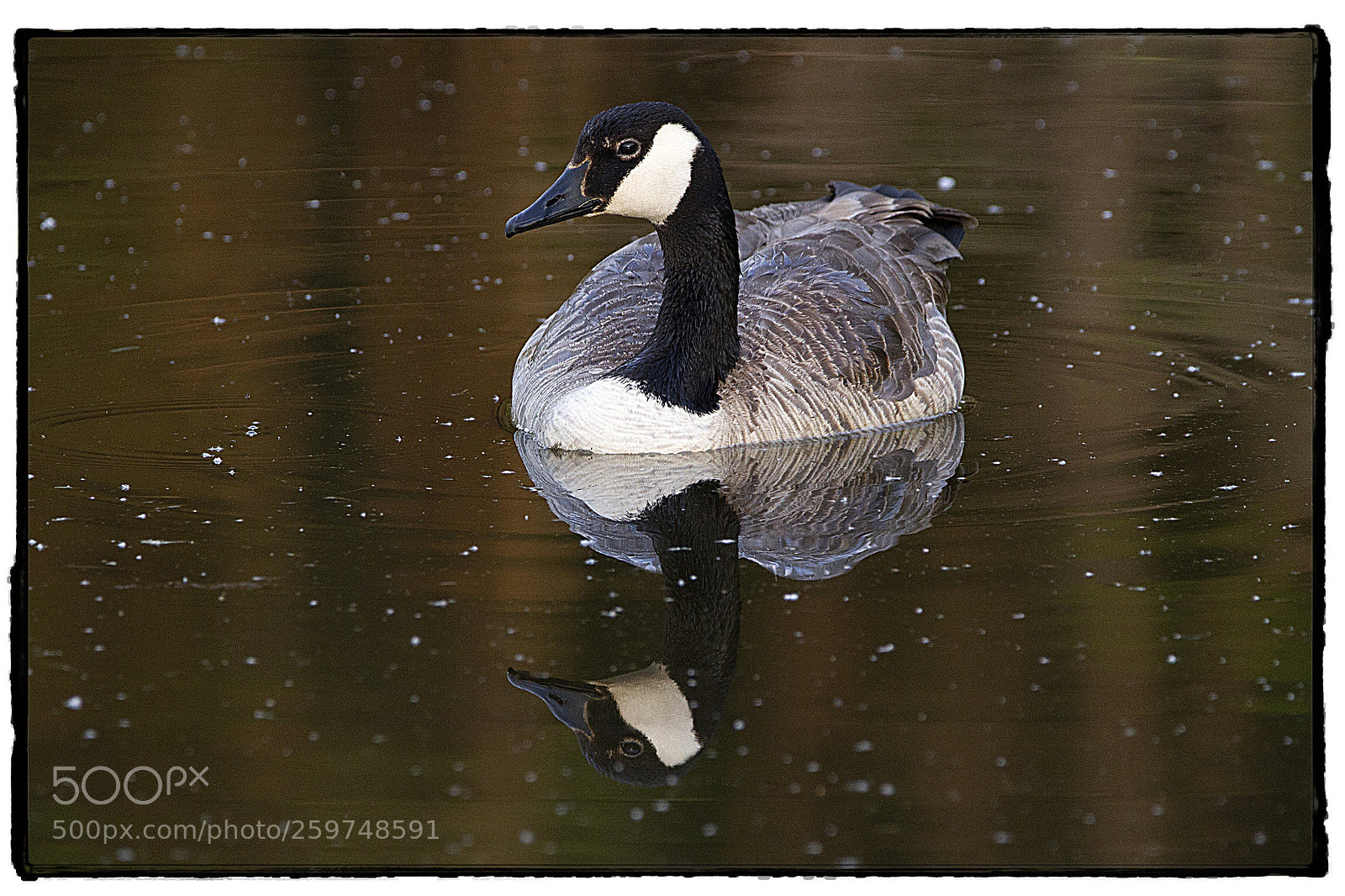 Canon EOS 7D sample photo. Canada goose  photography