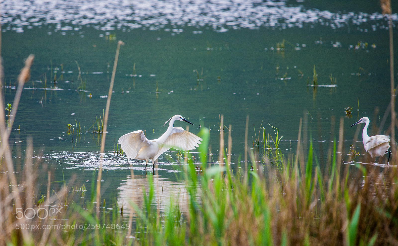 Nikon D610 sample photo. Garzette photography