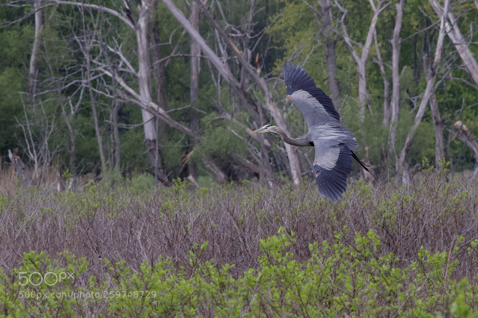 Canon EOS 6D sample photo. Great blue heron landing photography