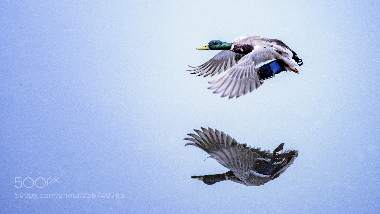 Nikon D810 sample photo. Water fowl photography