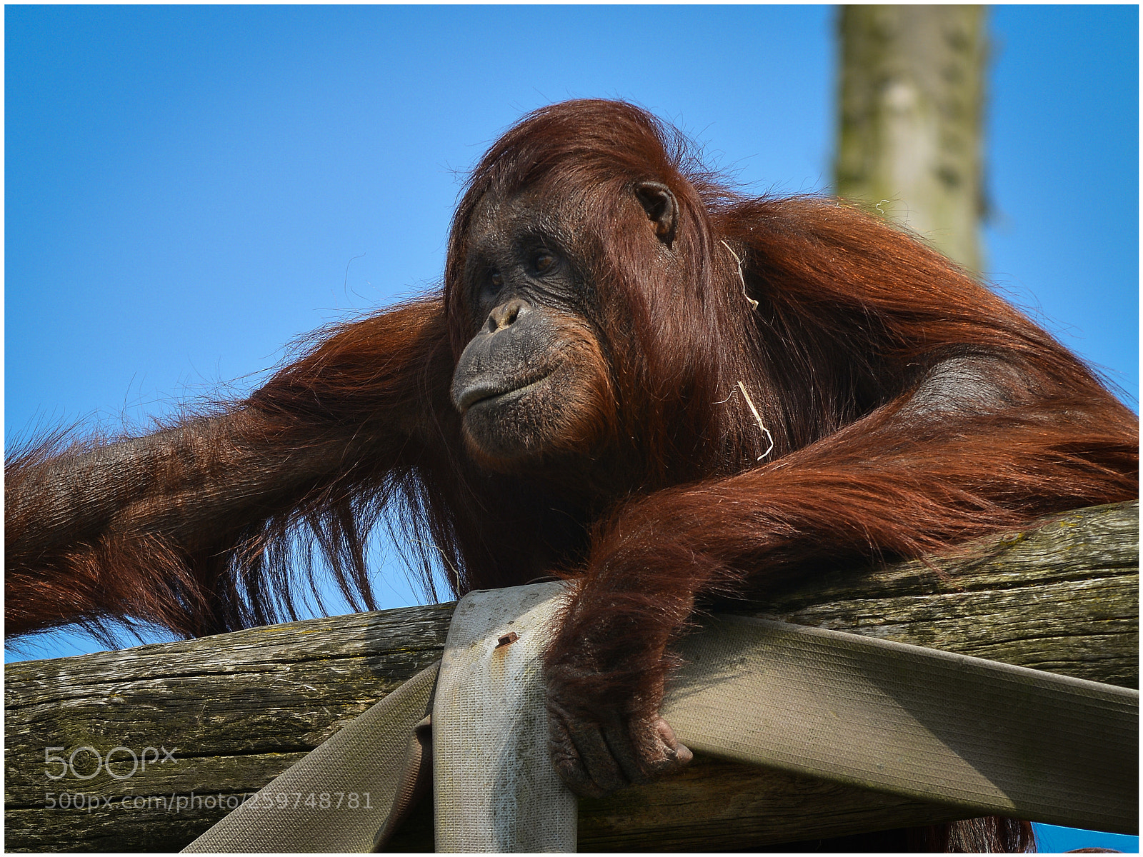 Nikon D7100 sample photo. Zoo photography