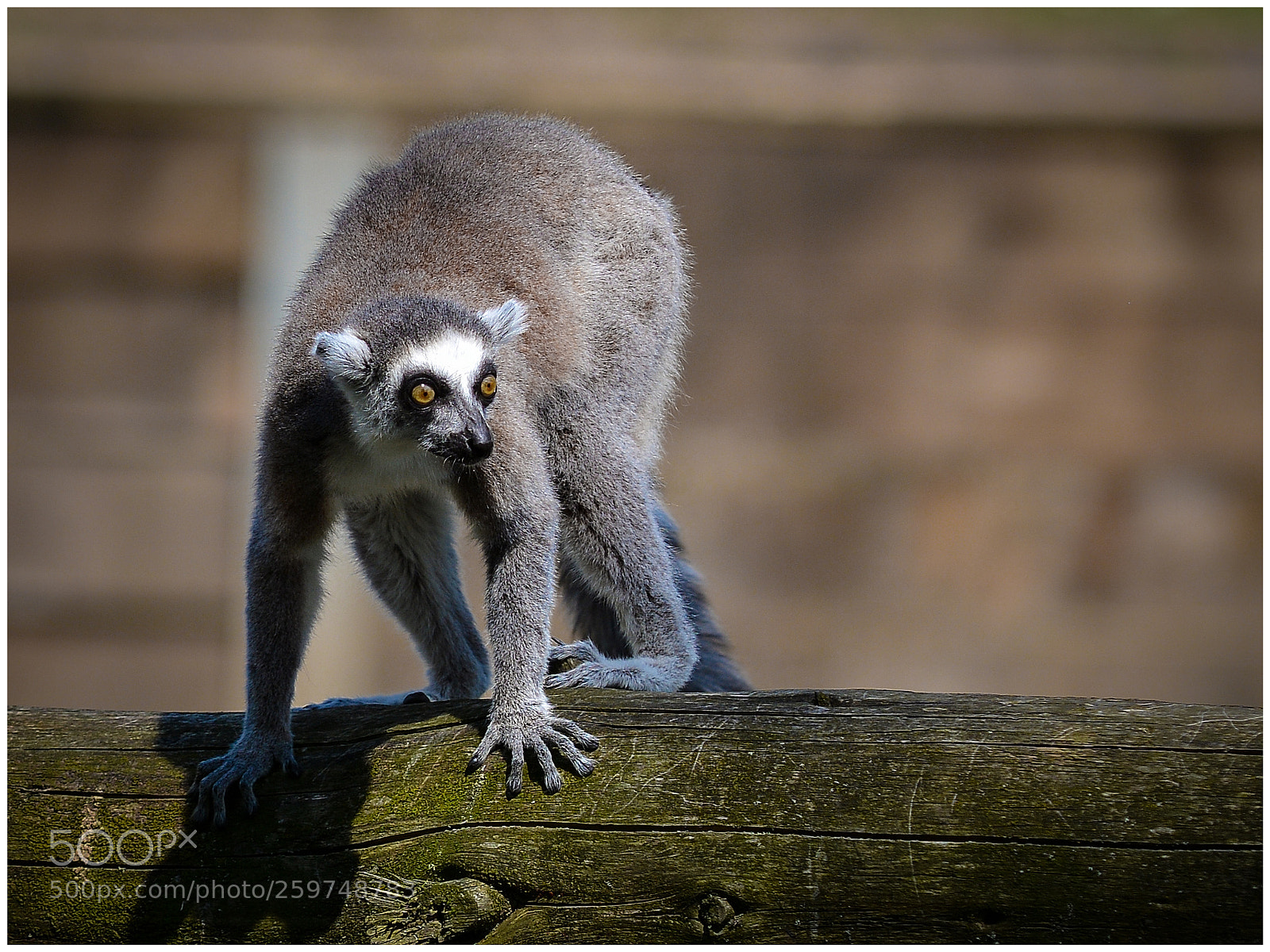 Nikon D7100 sample photo. Zoo photography
