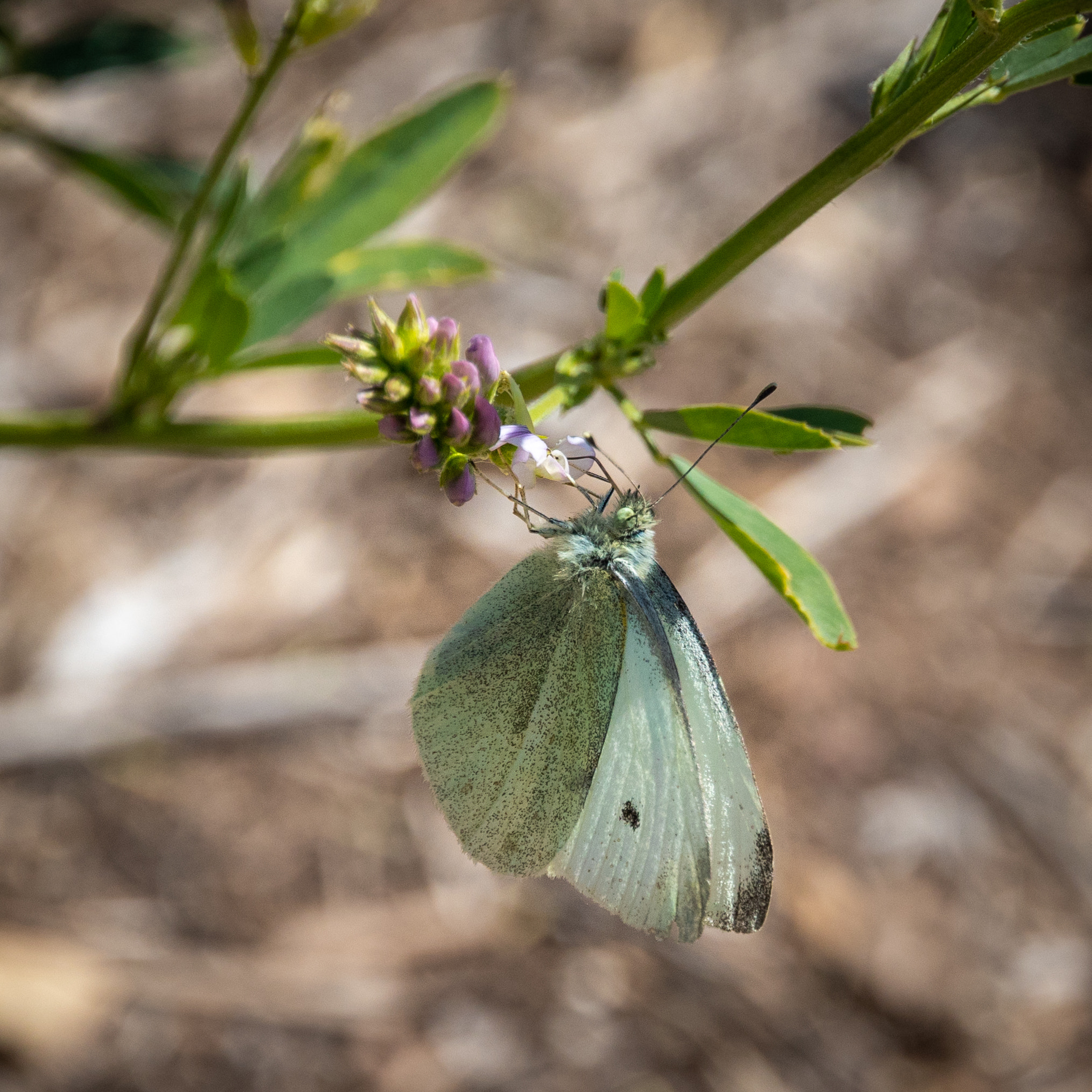 Canon EOS 200D (EOS Rebel SL2 / EOS Kiss X9) sample photo. Cabbage white butterfly (pieris rapae) photography